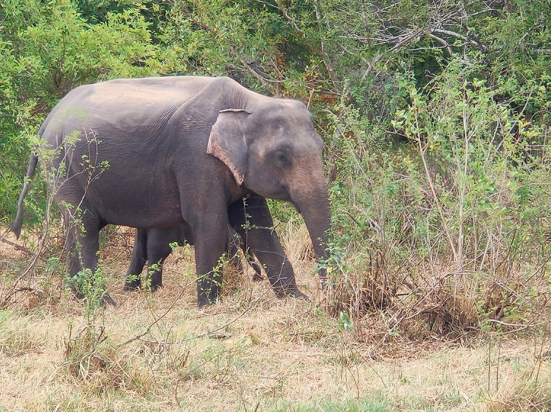 Minneriya National Park-North Central Province必去景点