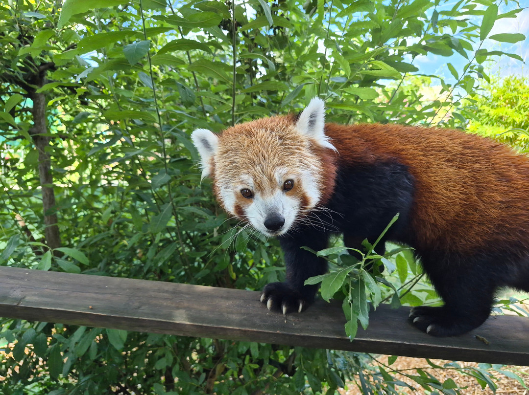 Shepreth Wildlife Park-Shepreth必去景点
