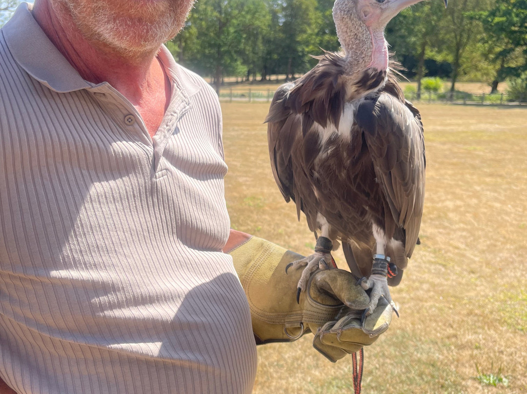 Surrey Hills Falconry-Ockley必去景点