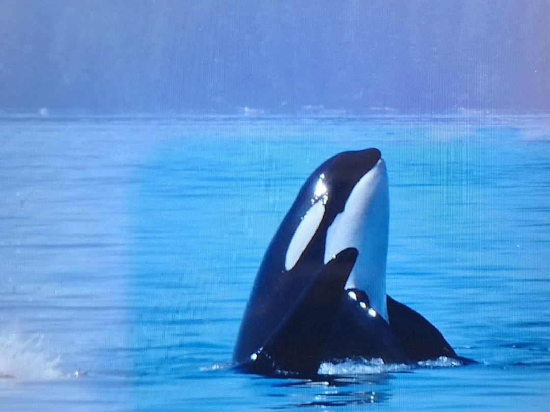 Seasmoke Whale Watching-Alert Bay必去景点