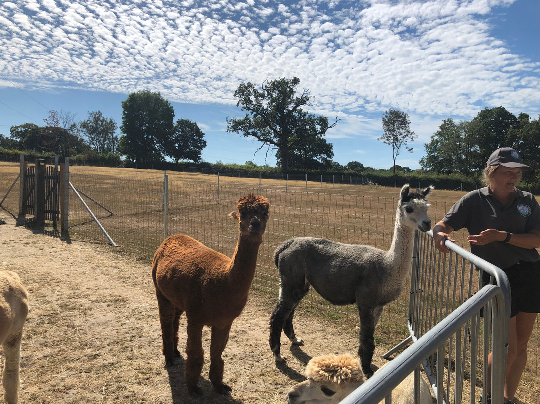 Reservoir Alpacas-Chard必去景点