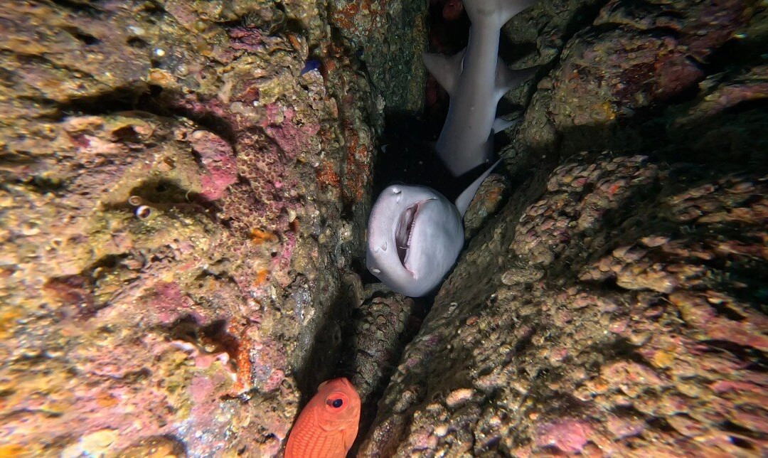 ChrisDiving, dive center Playa Potrero-波特雷罗必去景点