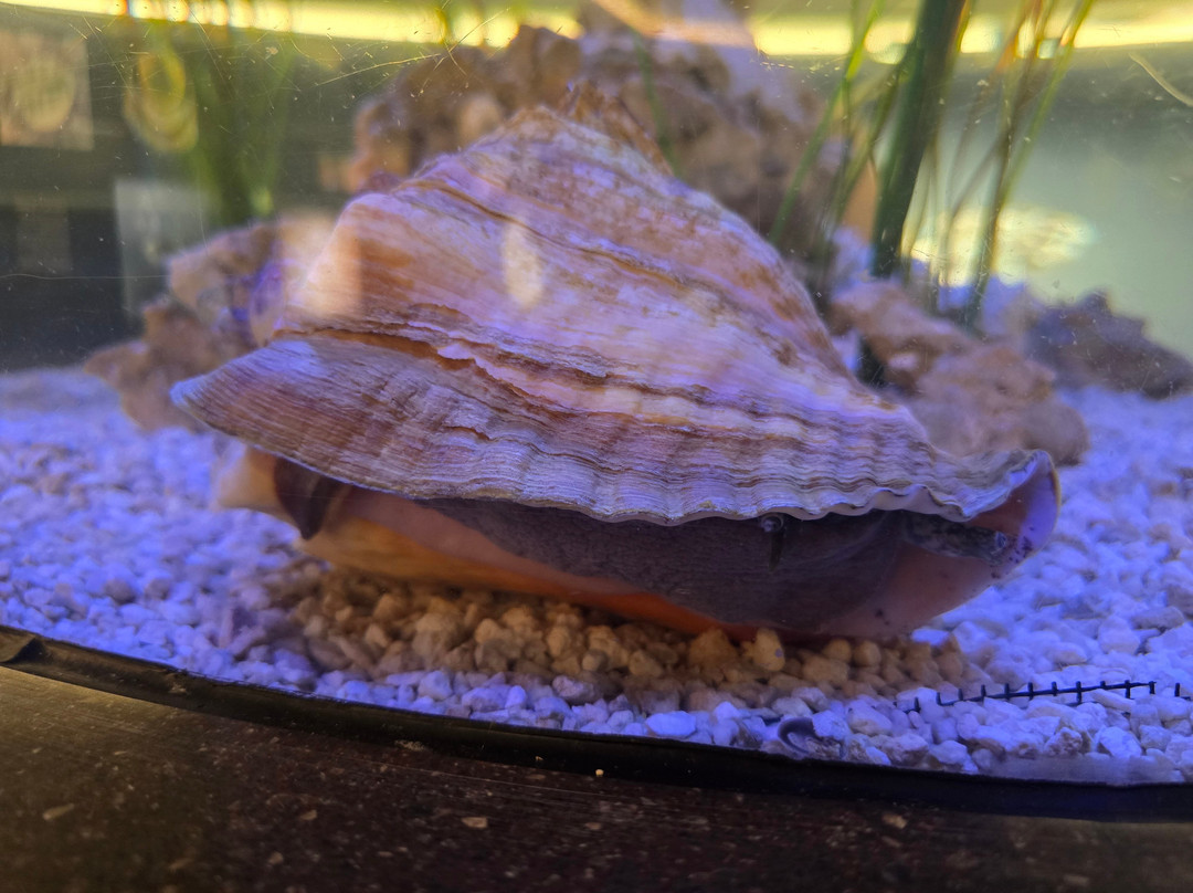 The Bailey-Matthews National Shell Museum & Aquarium-萨尼贝尔岛必去景点