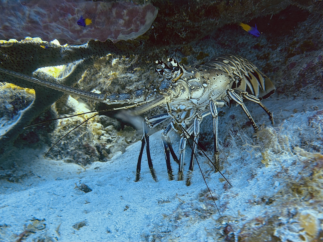 Only Blue Diving Dreams-Cockburn Town必去景点