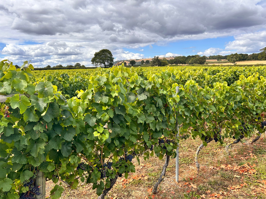 Kerry Vale Vineyard-Church Stoke必去景点