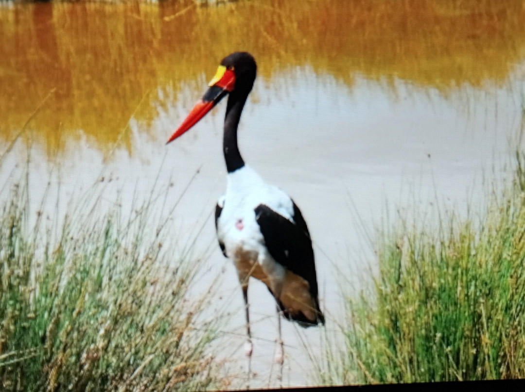 Amboseli National Park-Amboseli Eco-system必去景点