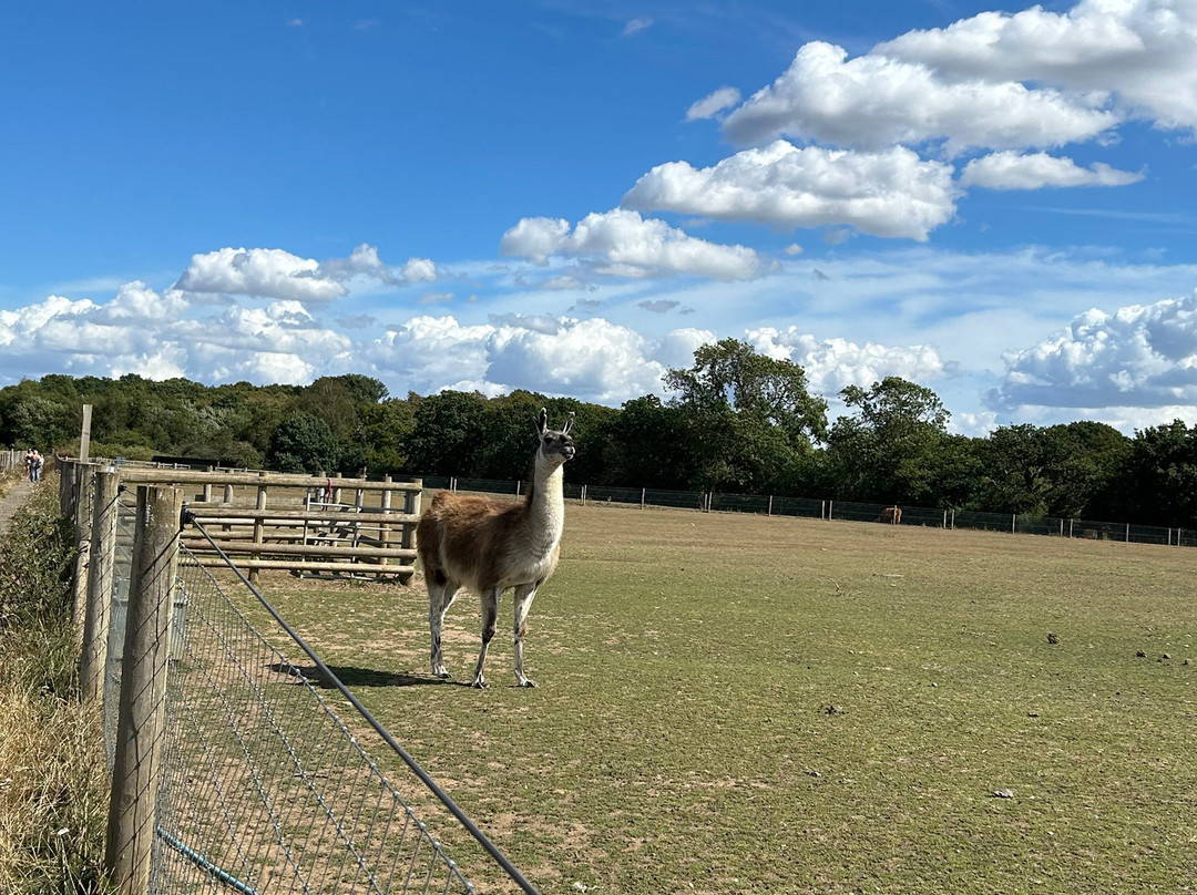 Hopefield Animal Sanctuary & Visitor Centre-布伦特伍德必去景点