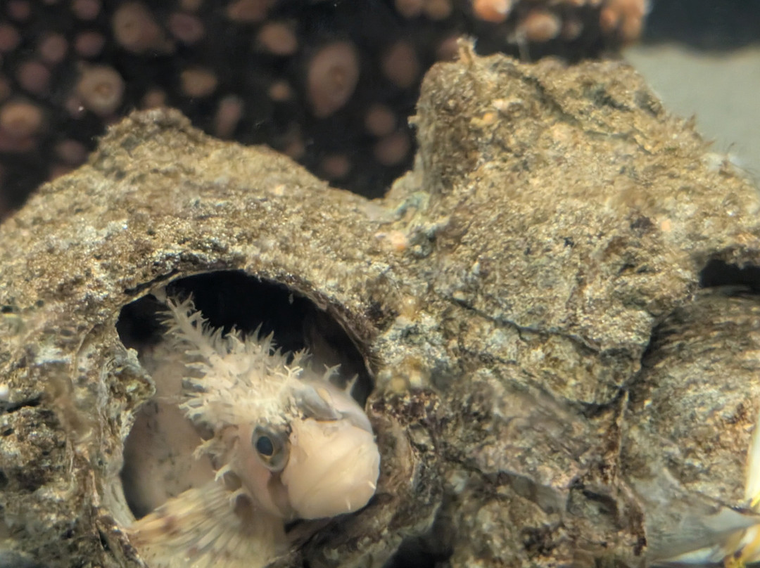 Seaside Aquarium-锡赛德必去景点