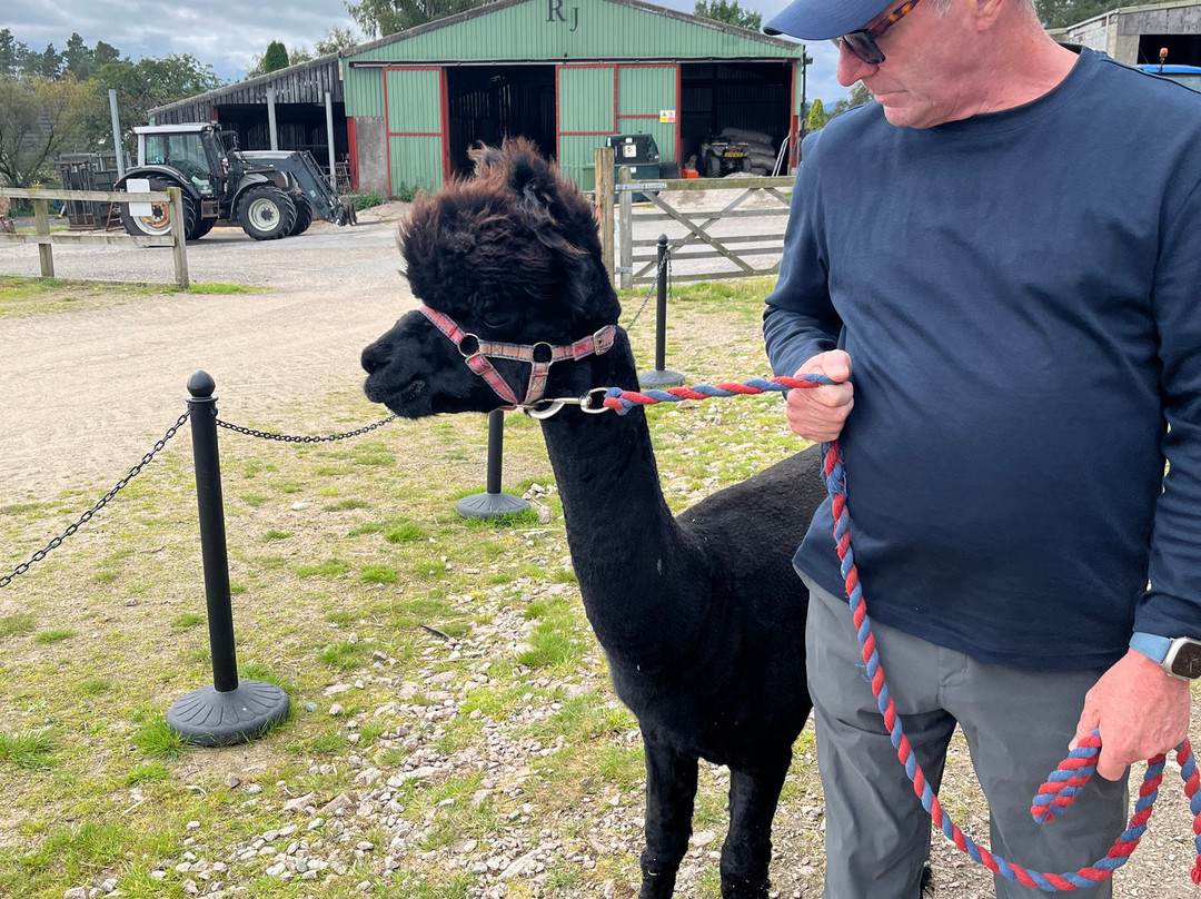 Cairngorm Alpacas-Newtonmore必去景点