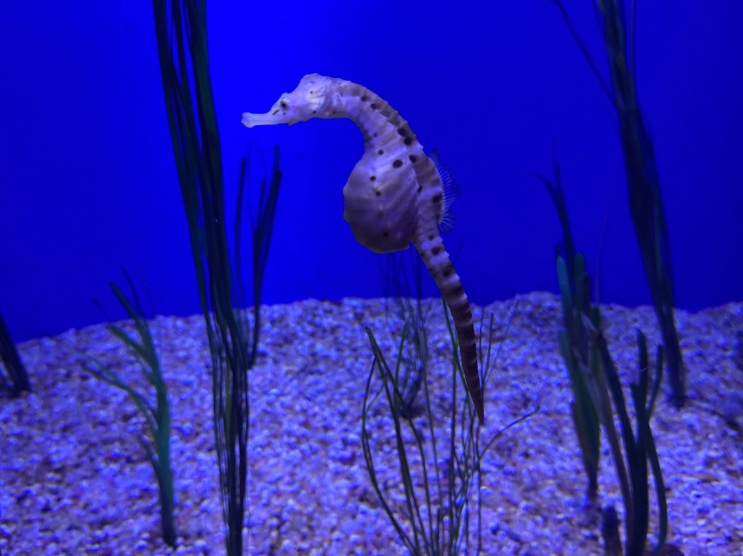 莱利大烟山水族馆-盖林柏格必去景点