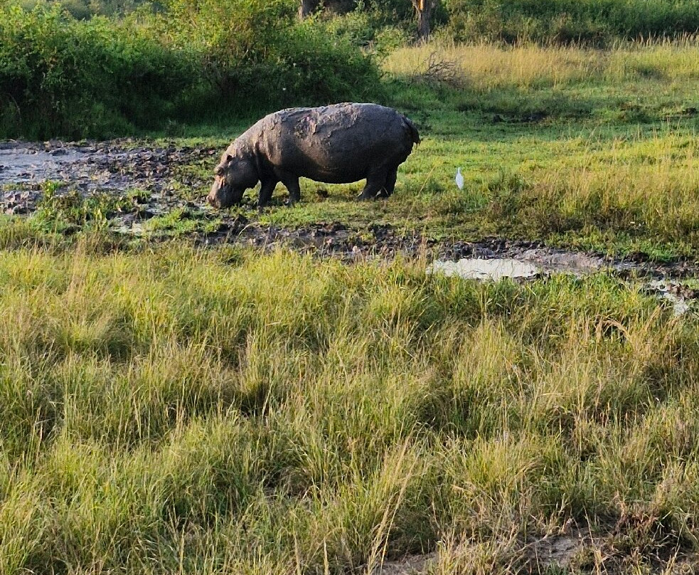 Nkuringo Safaris-布恩迪难以穿越的国家公园必去景点