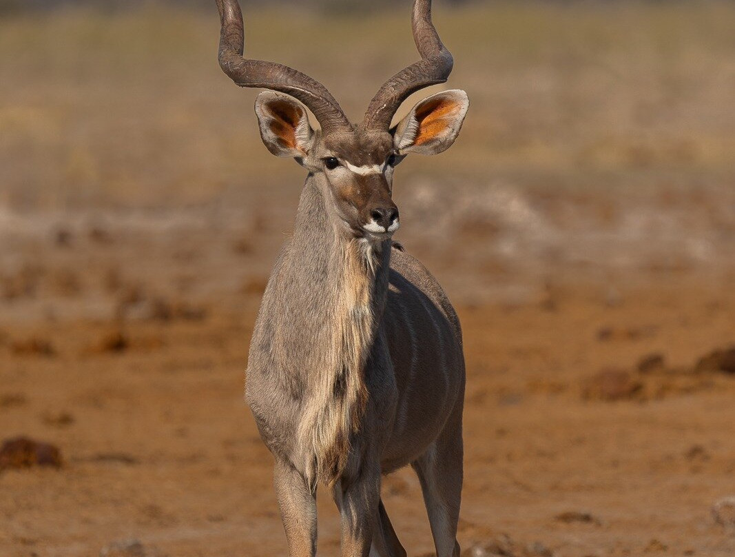 Makgadikgadi Salt Pan-Makgadikgadi Pans National Park必去景点