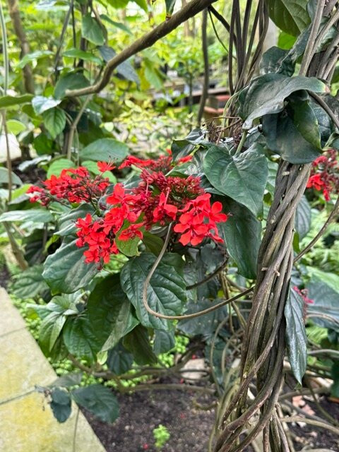 Botanical Garden-哥本哈根必去景点