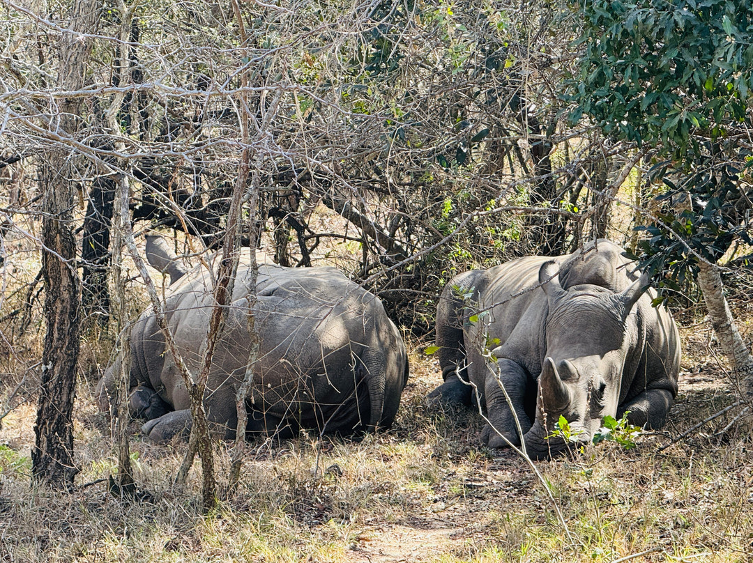 Hoedspruit Endangered Species Centre-霍德斯普鲁特必去景点