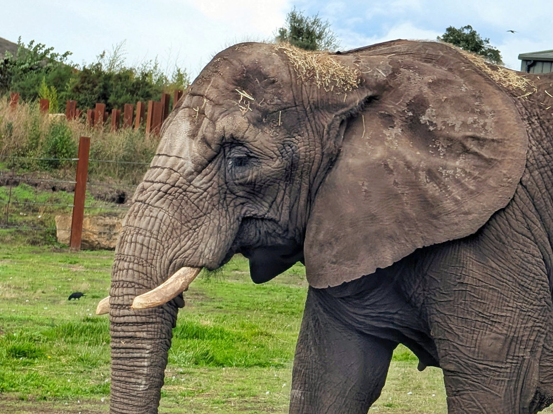 West Midlands Safari Park-Bewdley必去景点