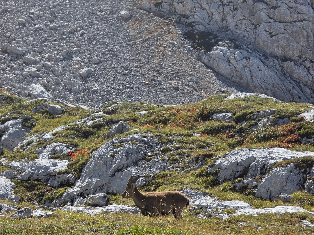 Alta Via delle Dolomiti n. 1-贝卢诺必去景点