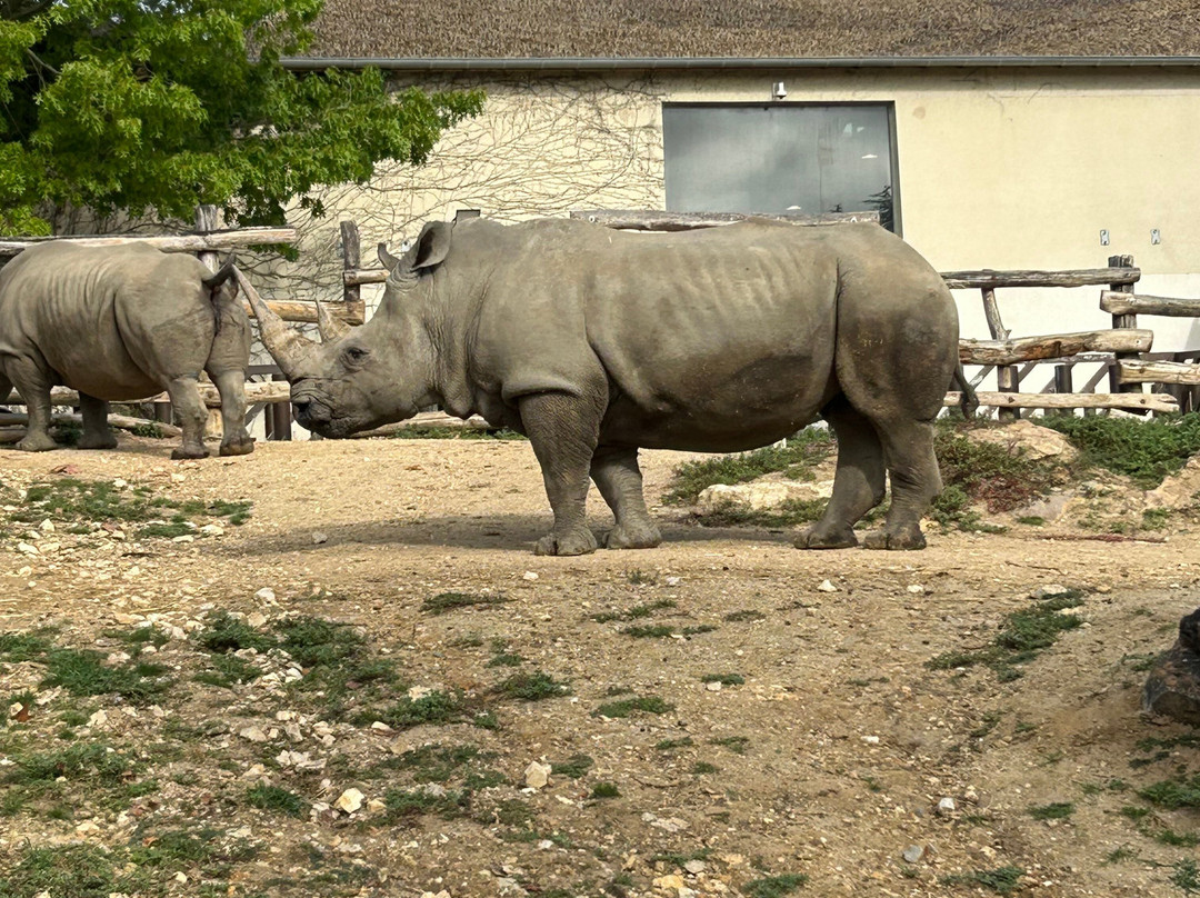 ZooParc de Beauval-圣艾尼昂必去景点