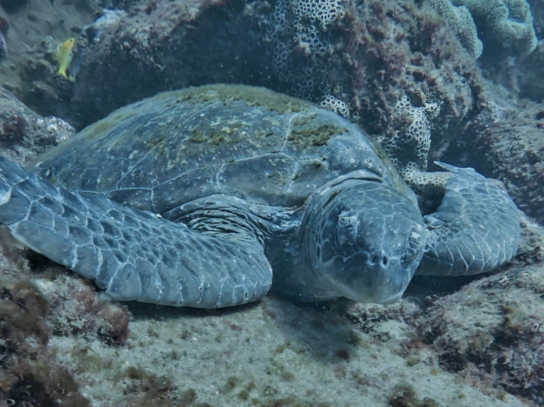 Gold Coast Dive Adventures-Runaway Bay必去景点