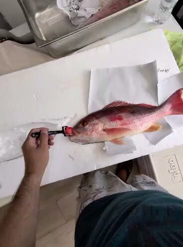 Pura Vida Gyotaku Art Gallery-Playas del Coco必去景点