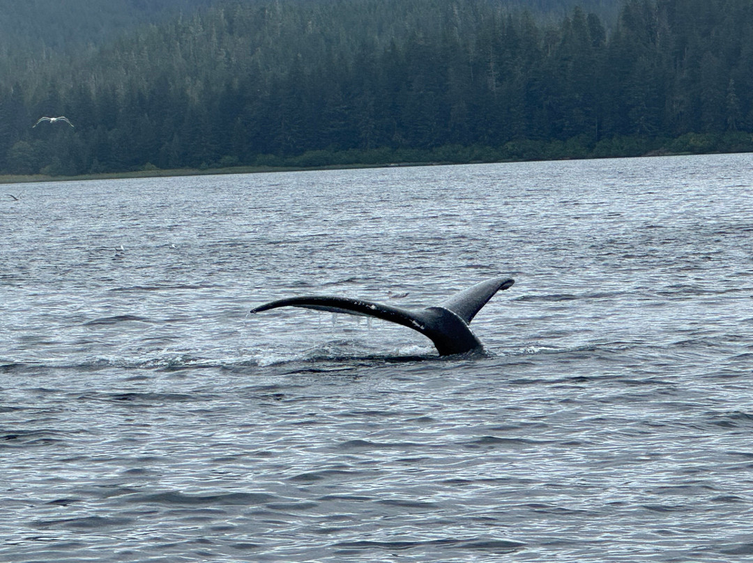 Icy Strait Whale Adventures-胡纳必去景点