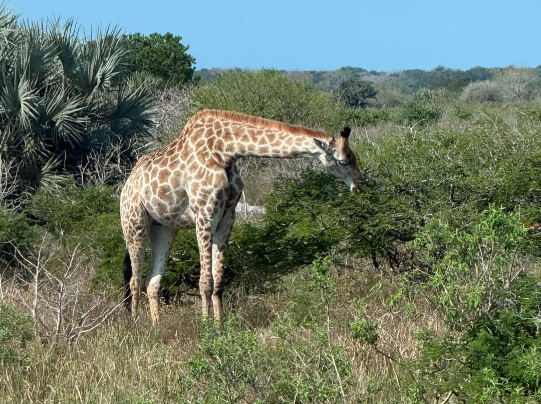SAFARI, DRIVE & DIVE TOURS-Inhambane必去景点
