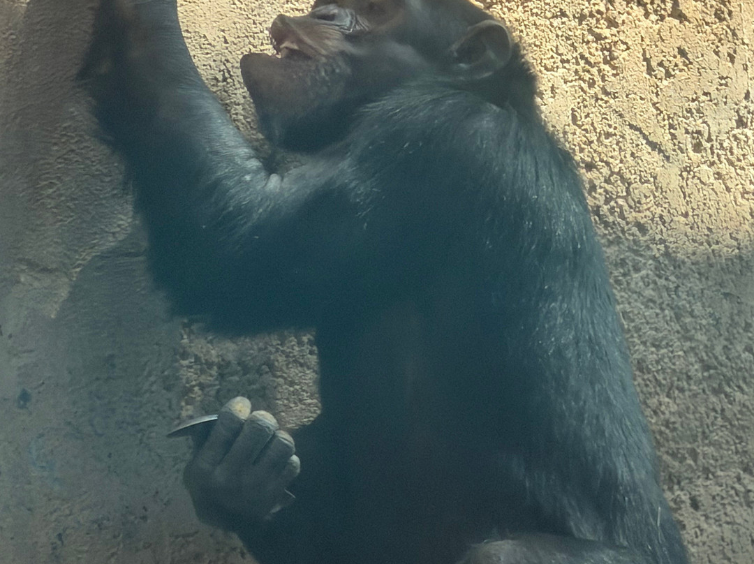 ABQ BioPark Zoo-阿尔伯克基必去景点