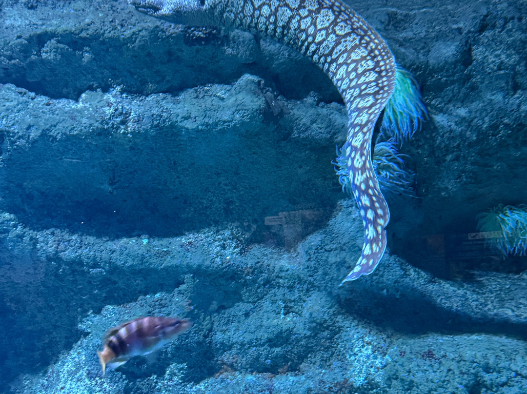 Aquárium Costa de Almería-滨海罗克塔斯必去景点