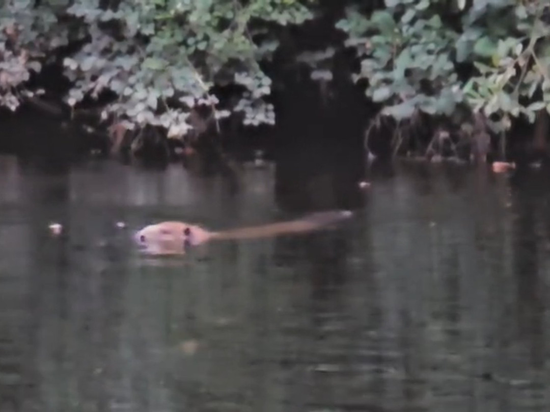 Perthshire Wildlife-Blairgowrie必去景点