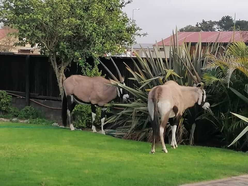 Oryx Guesthouse