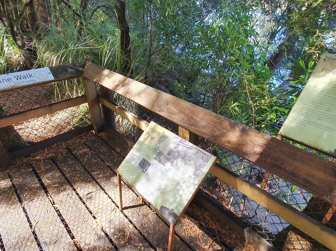 Huon Pine Walk-Corinna必去景点