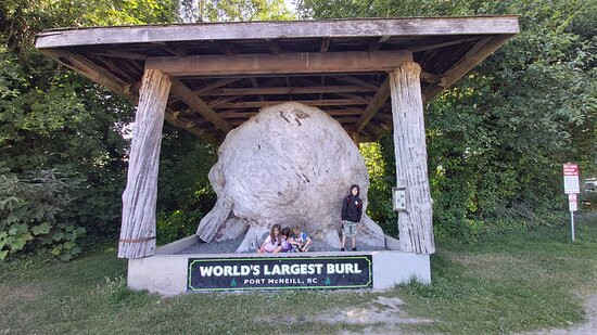 World 's largest Burl景点图片