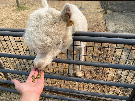 Alpacas at Marquam Hill Ranch-Molalla必去景点