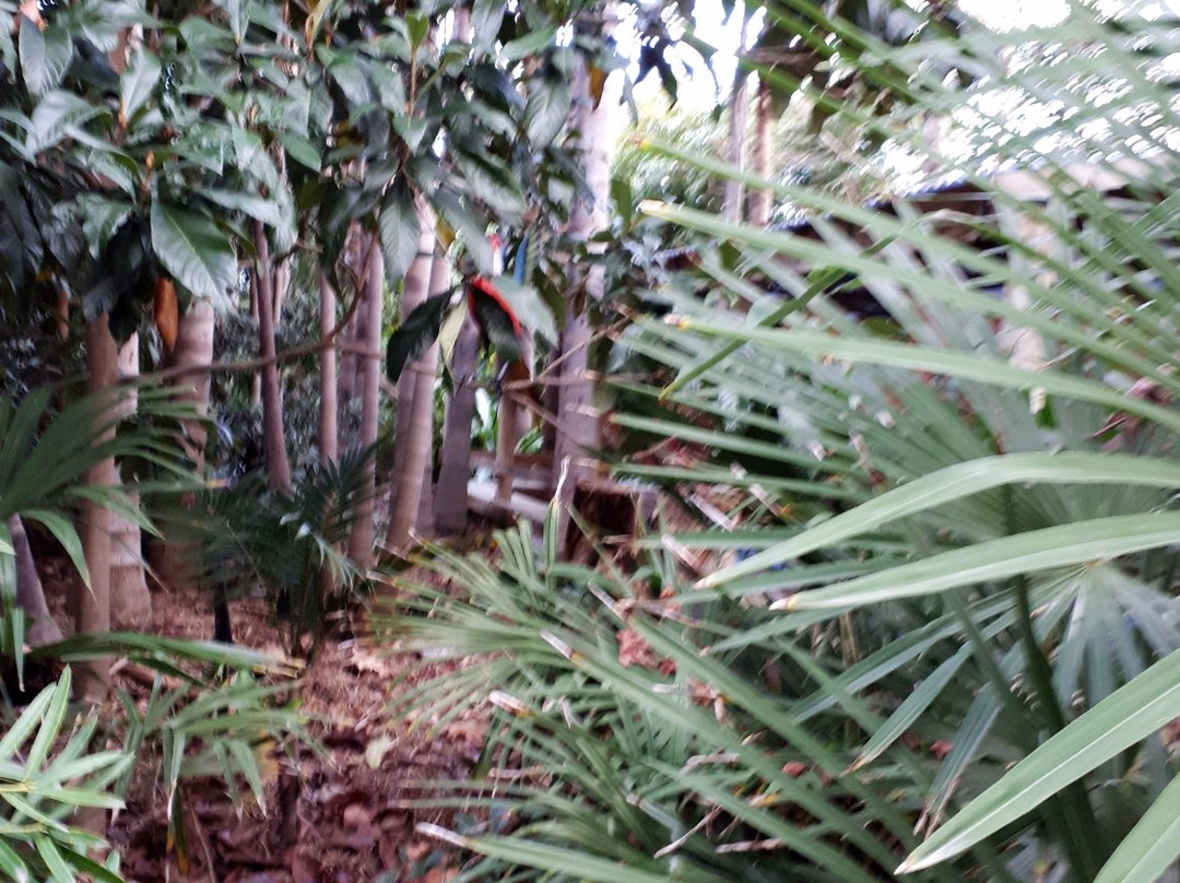 Jungle In Willunga景点图片