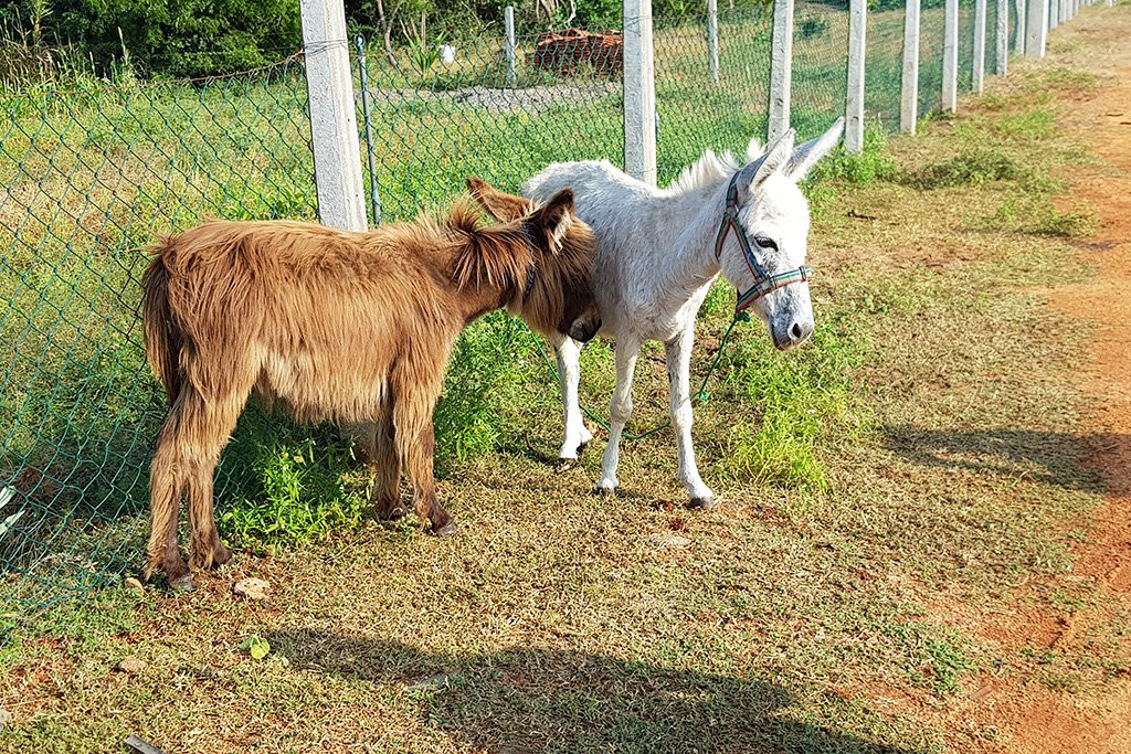 Donkey Clinic and Education Center景点图片