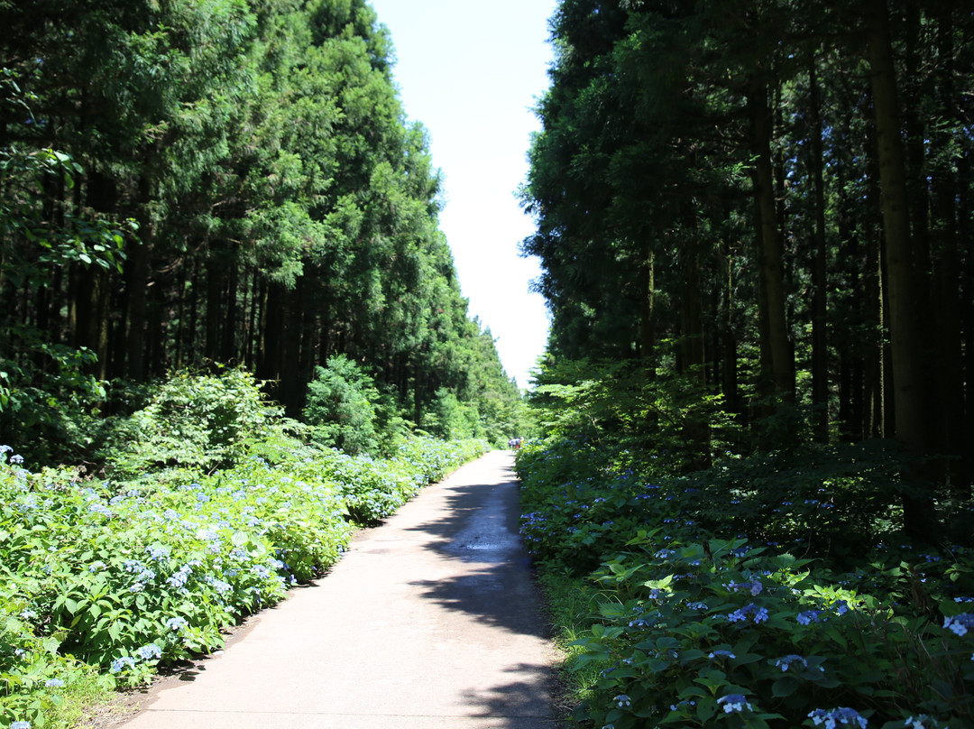 Saryeoni Forest Path景点图片