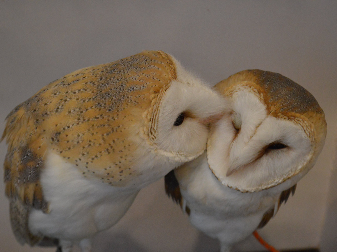 猫头鹰咖啡馆-涩谷区必去景点