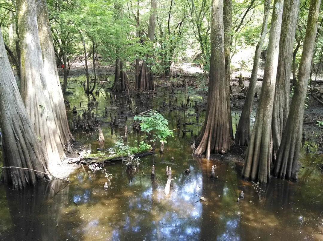 Belzoni旅游攻略图片