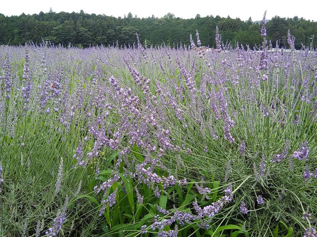Ranzanmachi Sennen no Sono Lavender Field-岚山町必去景点