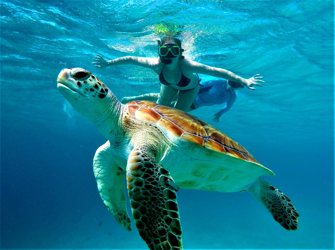 Blue C Watersports - Curacao Boat Trips-威廉斯塔德必去景点