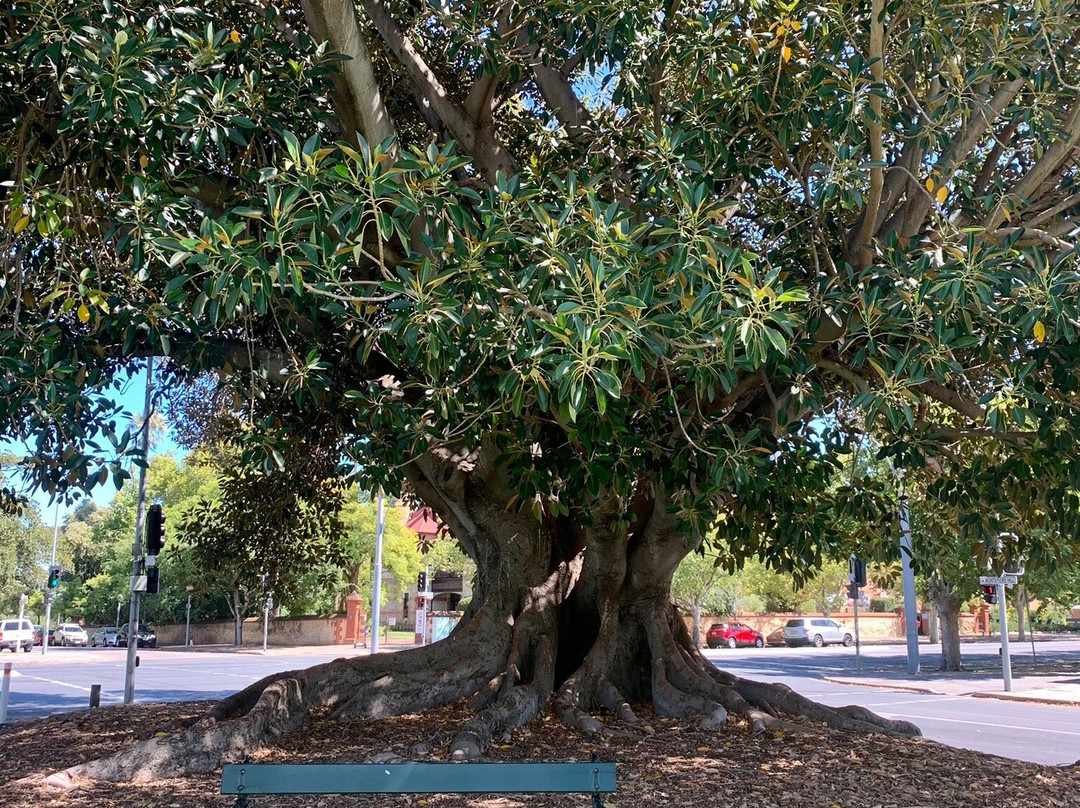 Light's Vision at Montefiore Hill-阿德莱德必去景点