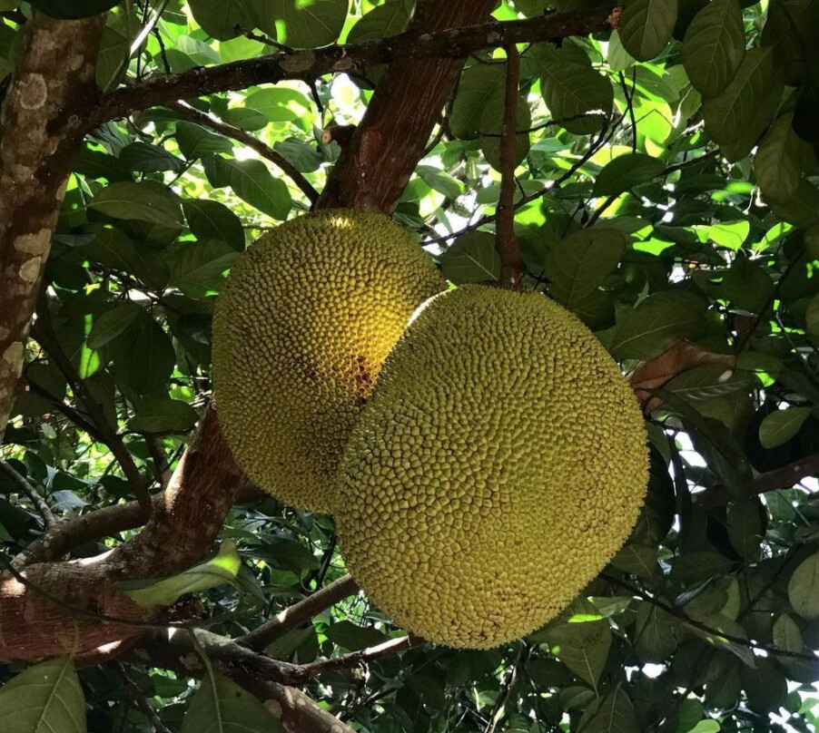 Shabuta Spice Farm-石头城必去景点