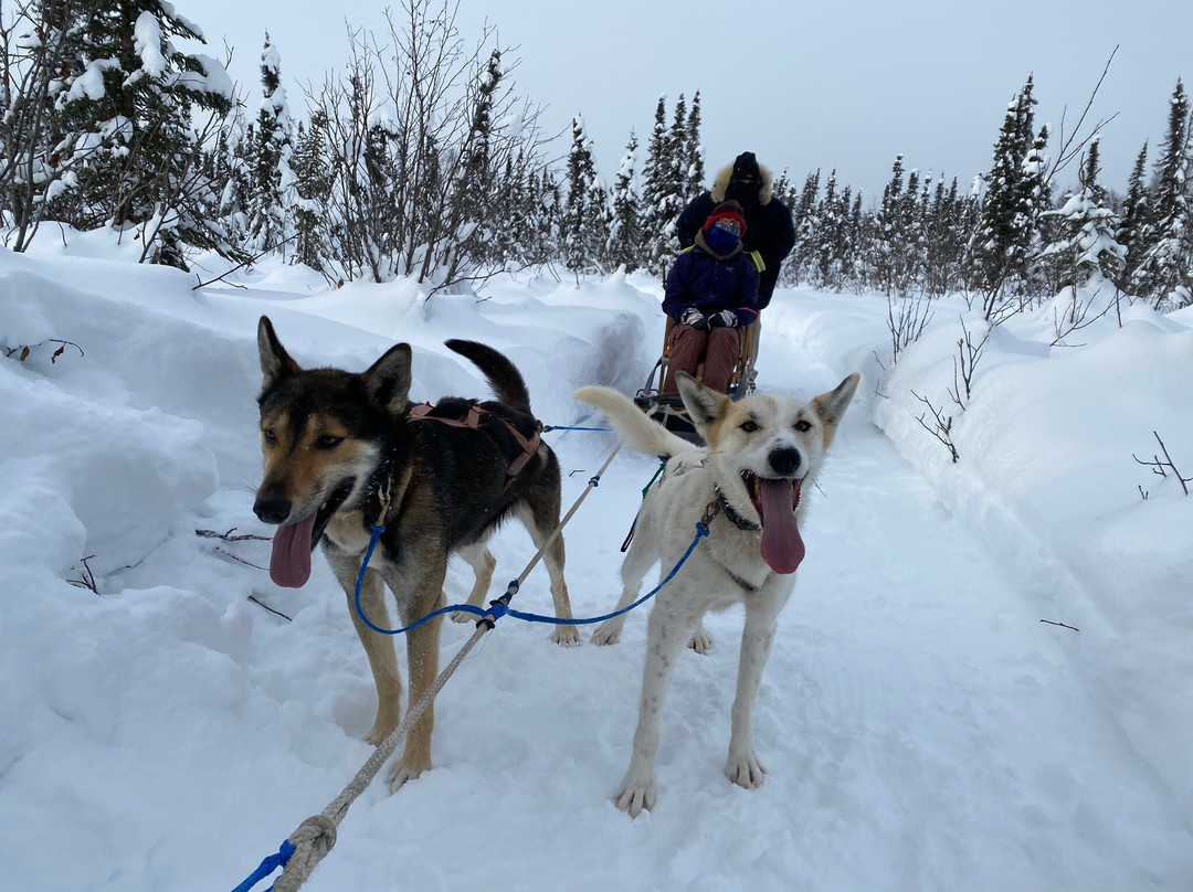 Alaskan Husky Adventures景点图片