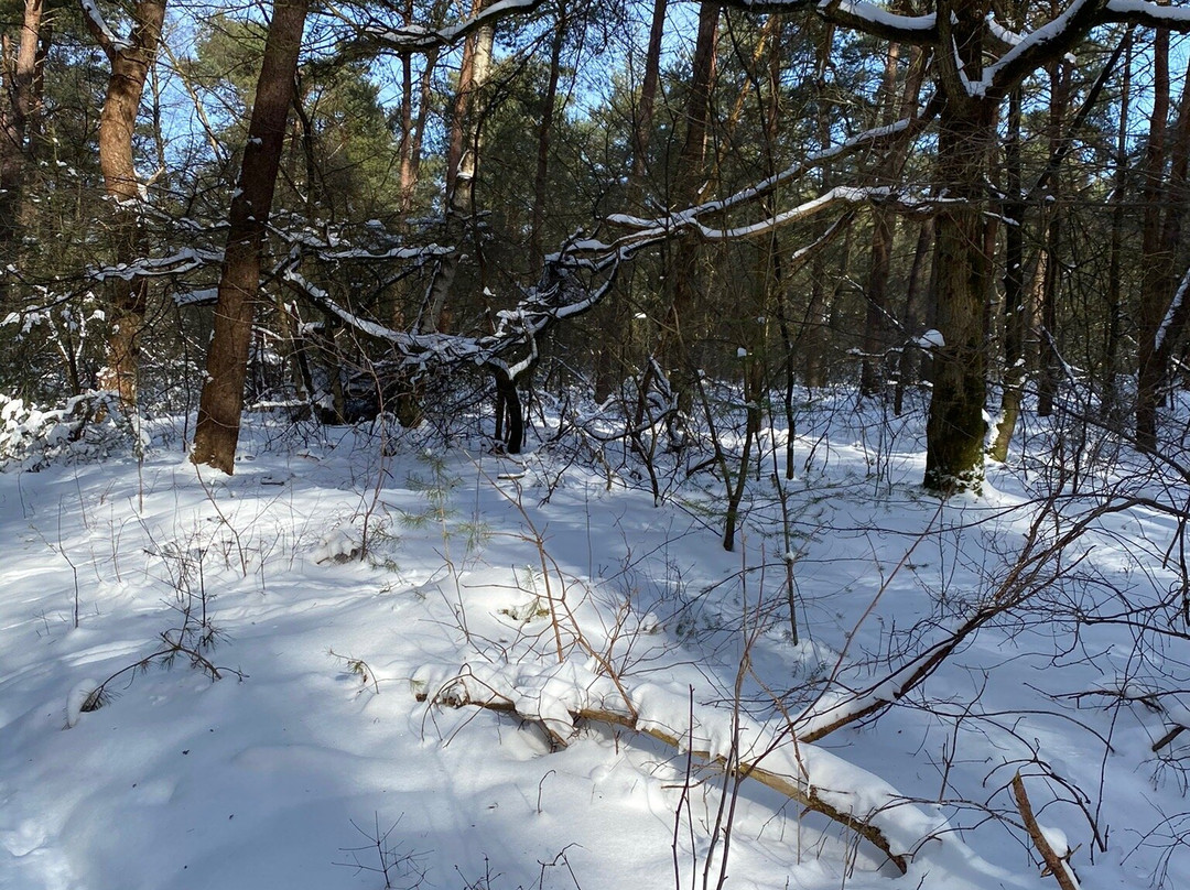 Nationaal Park De Sallandse Heuvelrug景点图片