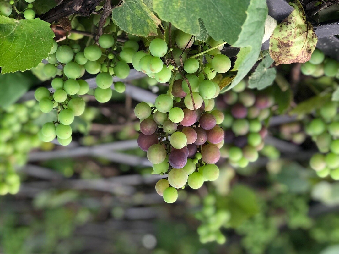 The Browns' Luxury Guest Suites主图