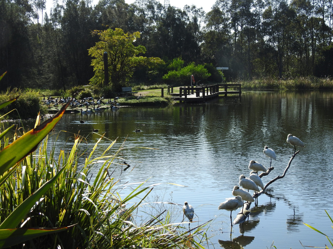 Hunter Wetlands Centre景点图片