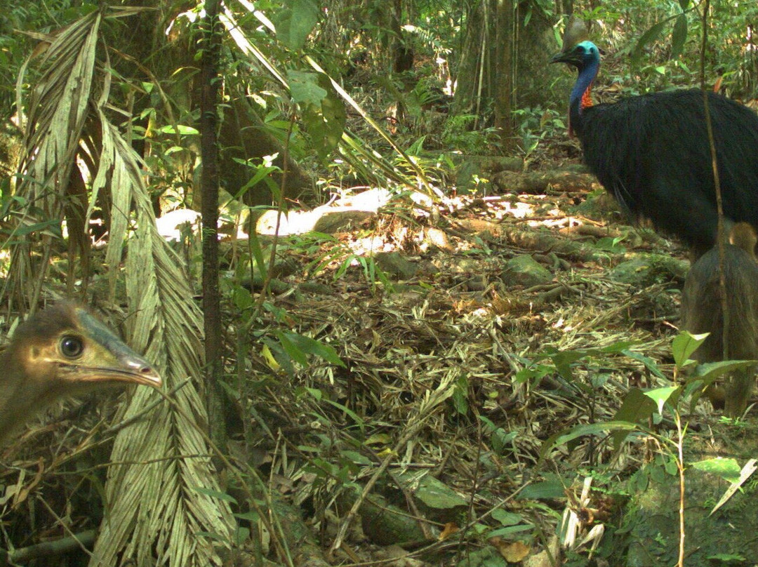 Jungle Escapes Adventures & Tours-Cape Tribulation必去景点