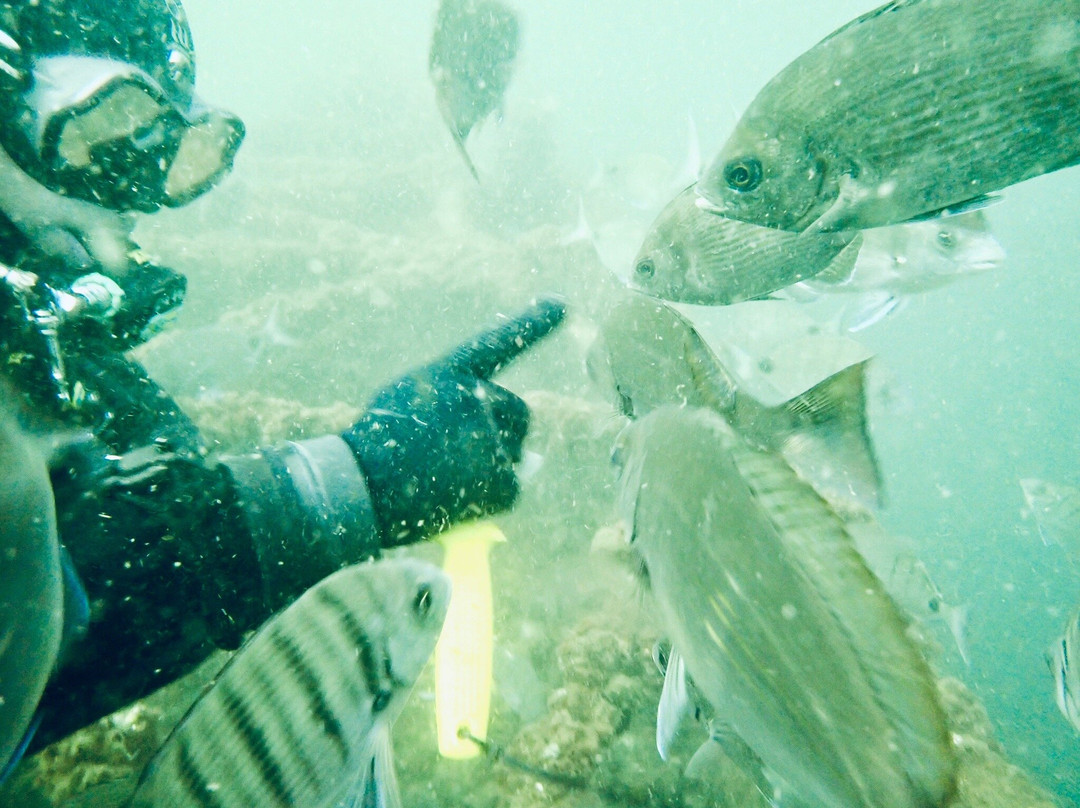 Subnauta Dive The Algarve-普赖尔洛查必去景点
