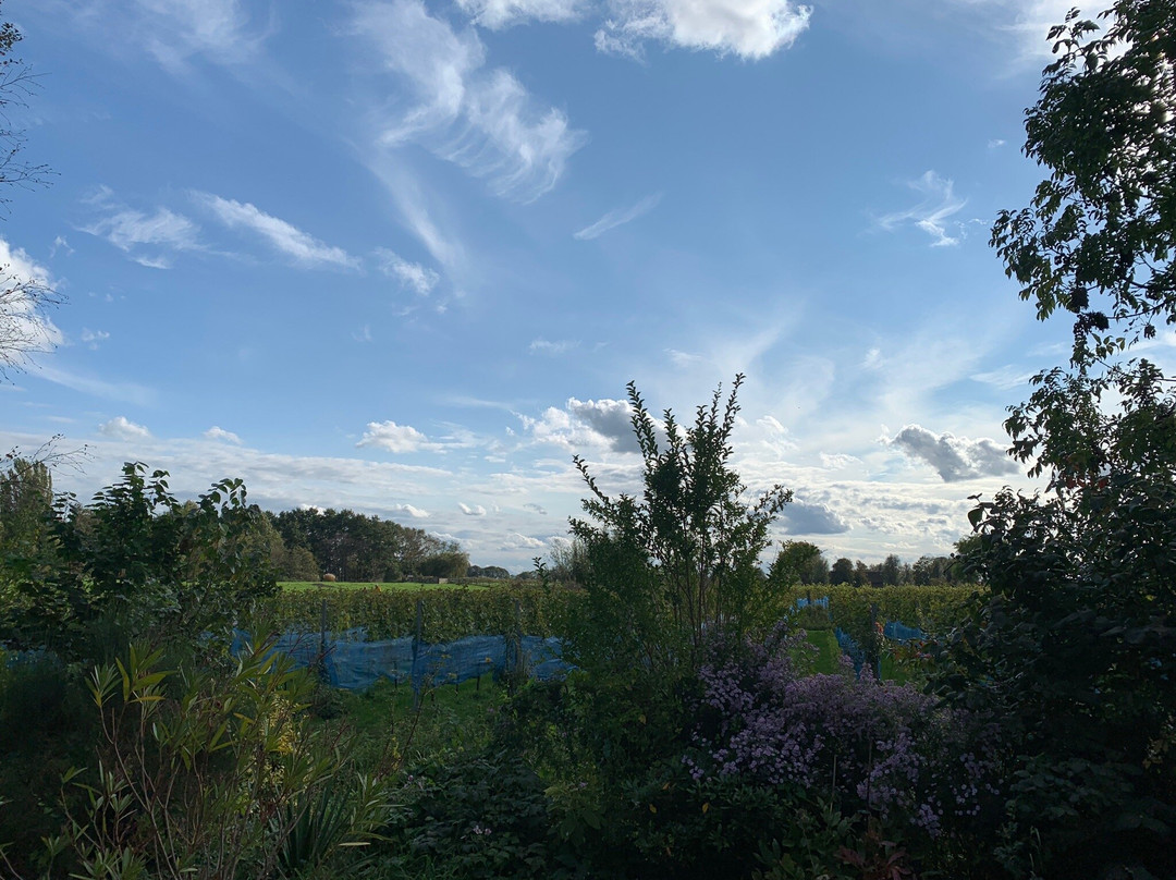 Wijngaard de Amsteltuin景点图片