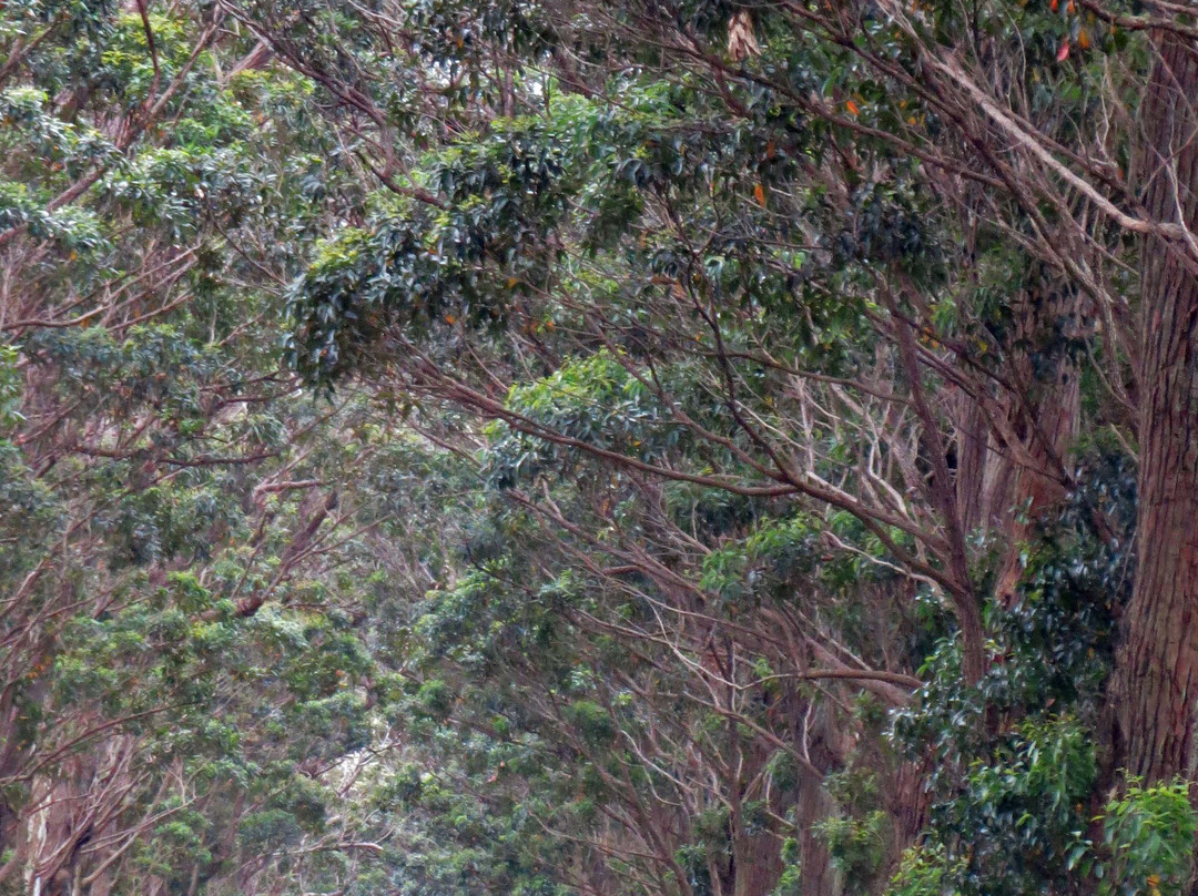 Tree Tunnel-可洛亚必去景点