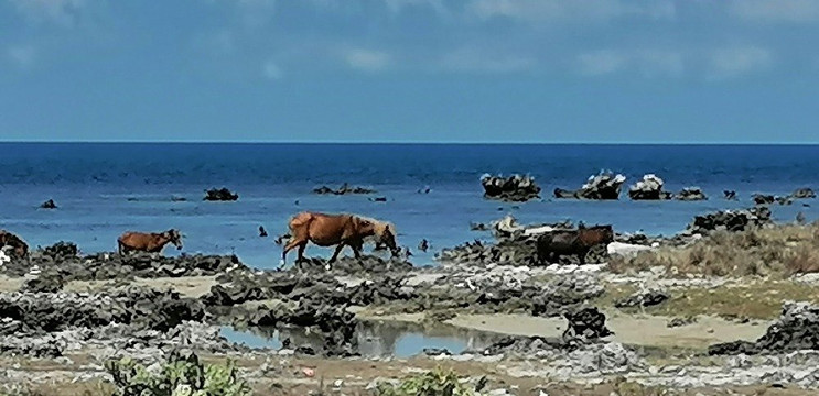 Neduntheevu-贾夫纳必去景点